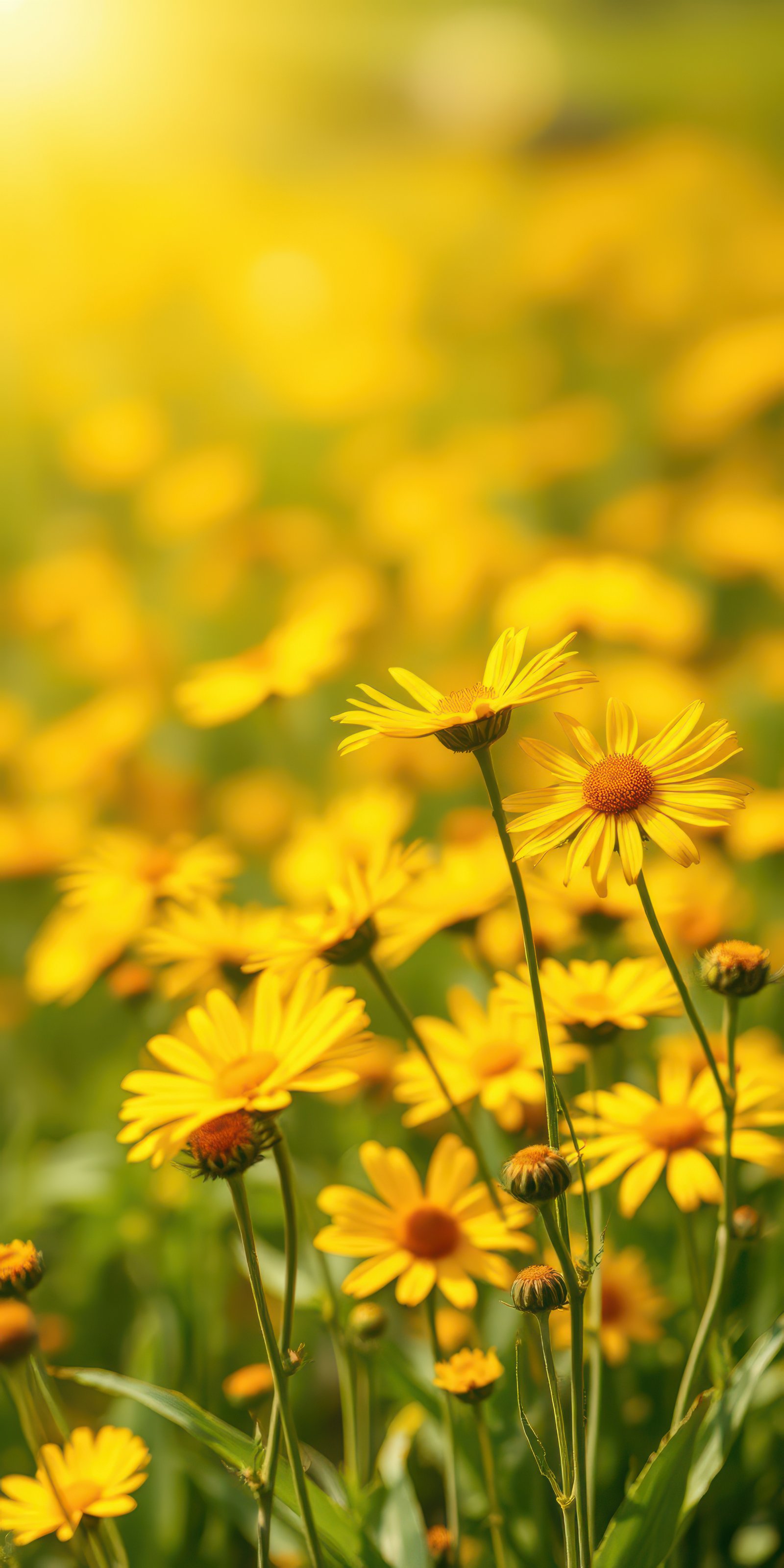 Bright field of yellow flowers blooming under the warm sunlight in a vibrant natural setting
